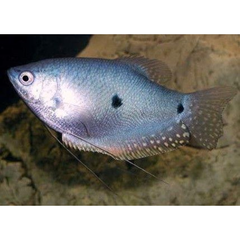 Blue Spot Gourami 8 Cm