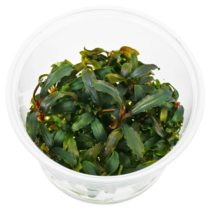 Bucephalandra Kedakang - Tissue Culture