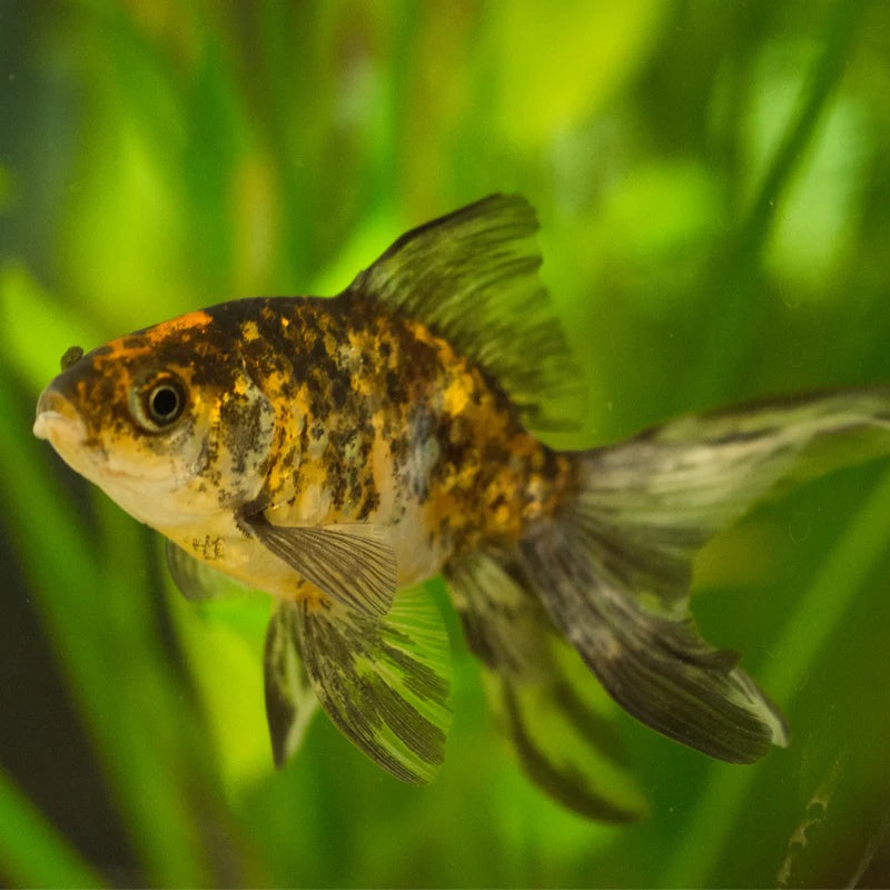 Calico Fantail 5cm