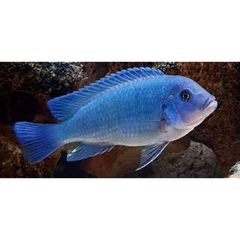 Cobalt Blue Zebra Cichlid 5cm