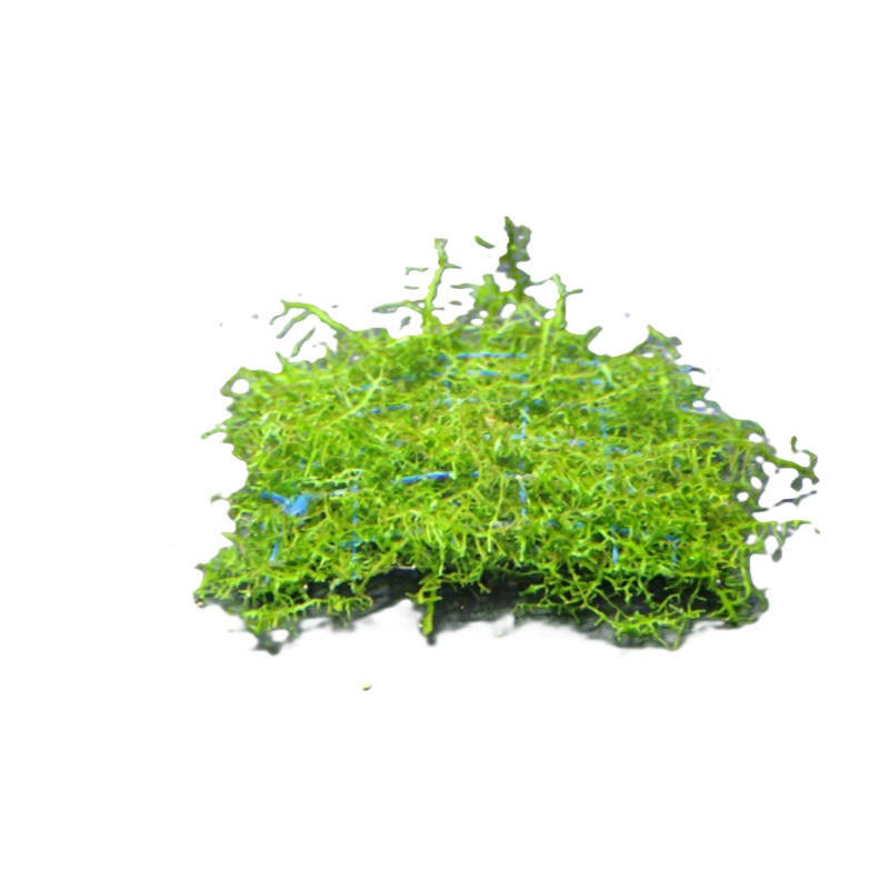 Coral Moss