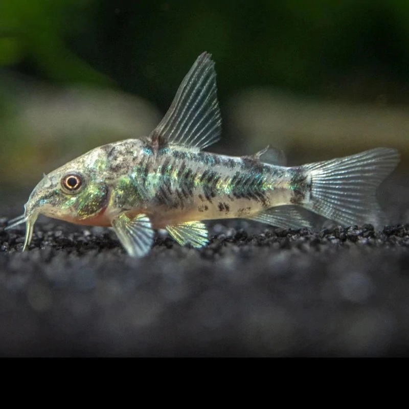 Corydoras Peppered