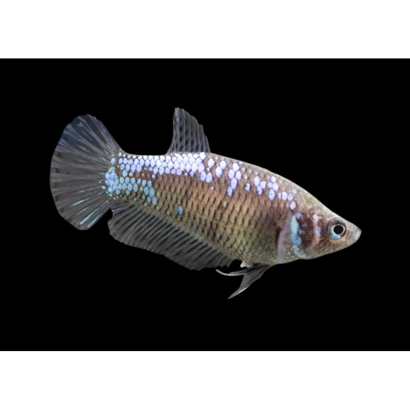 Female Dragon HMPK Betta