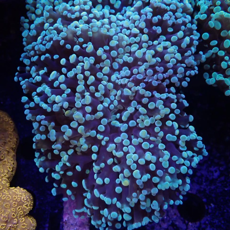 Frogspawn - WA Gold Tip