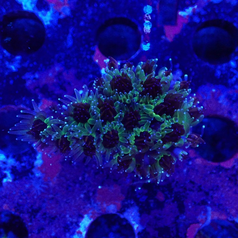 Galaxea Frag