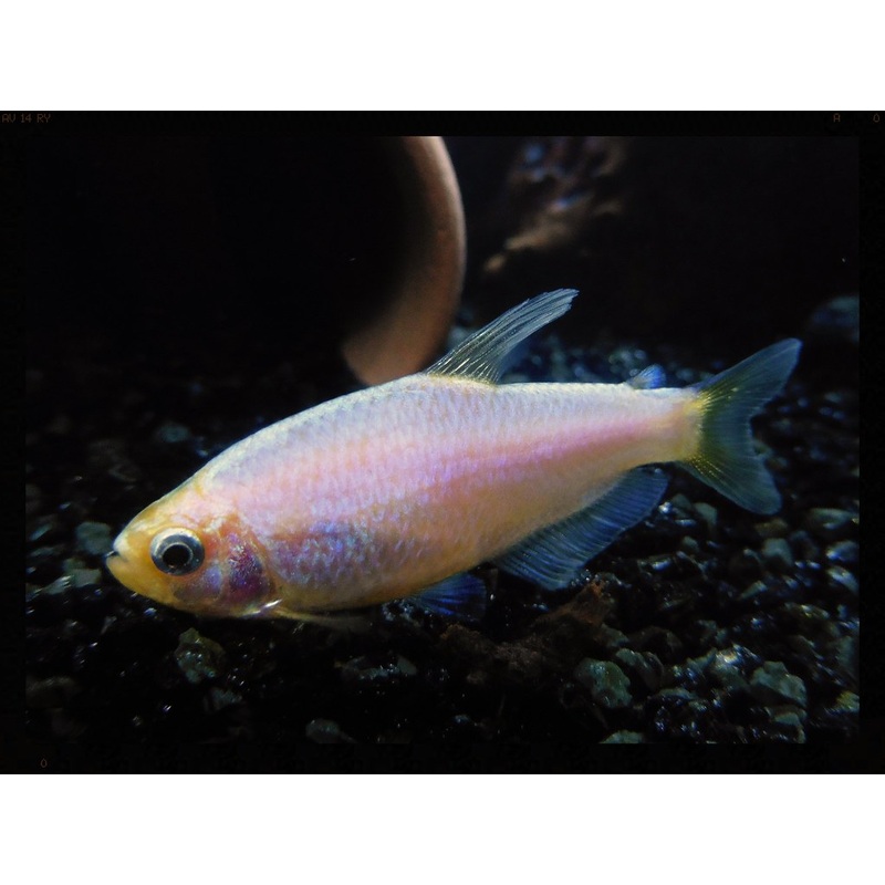 Gold Kerri Tetra