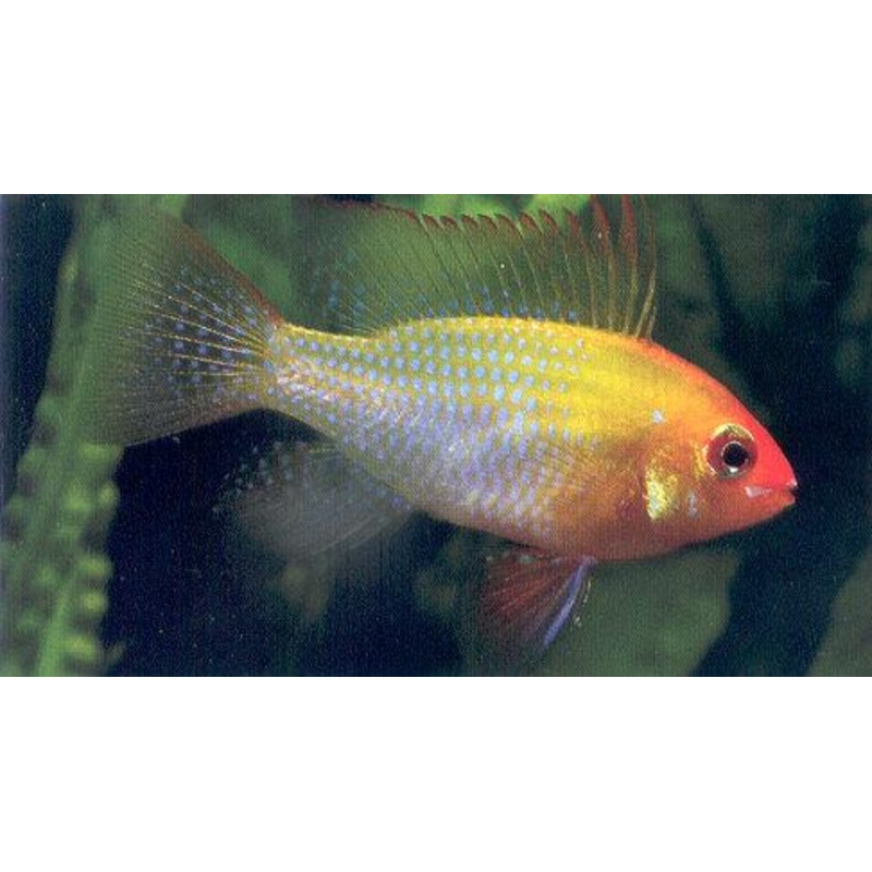 Gold Ram 5cm