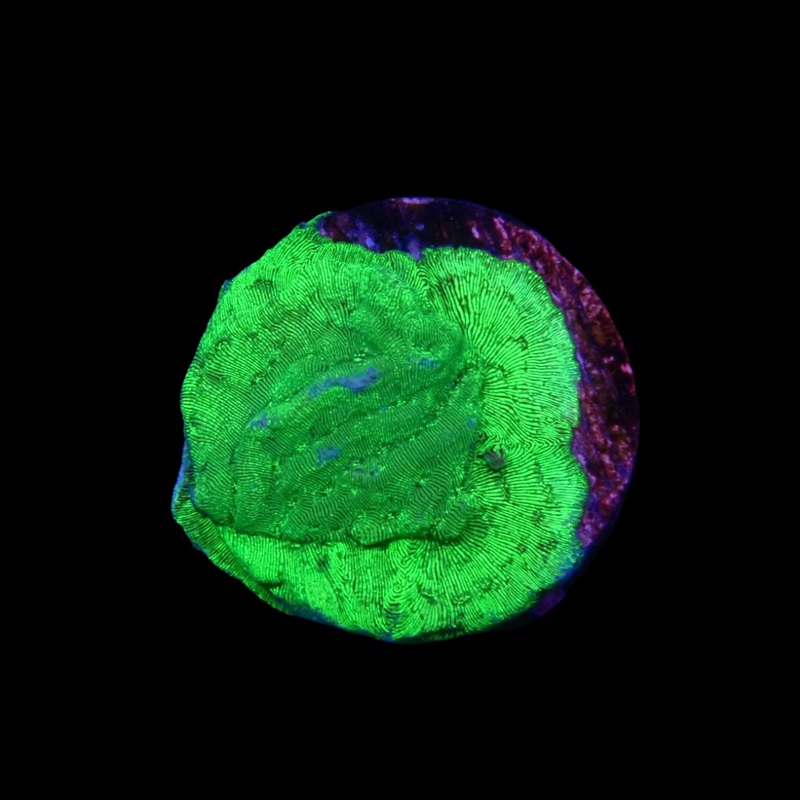Green Leptoseris - Frag