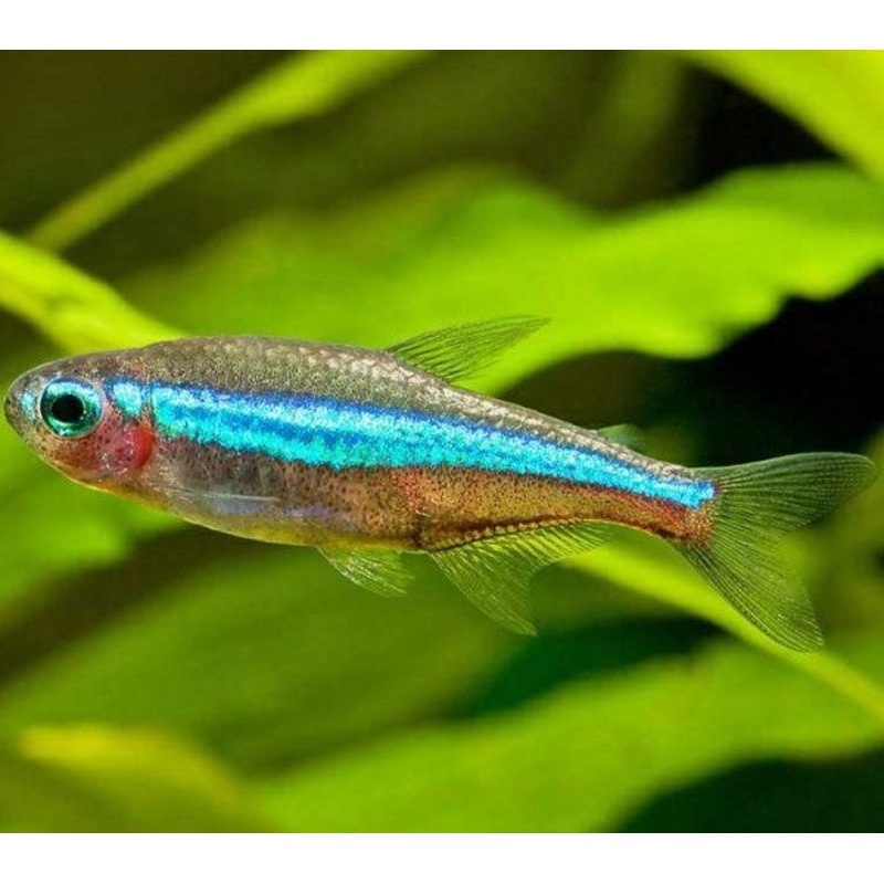 Green Neon Tetra 1.5cm