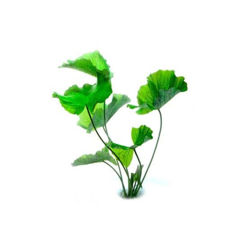 Green Tiger Lotus