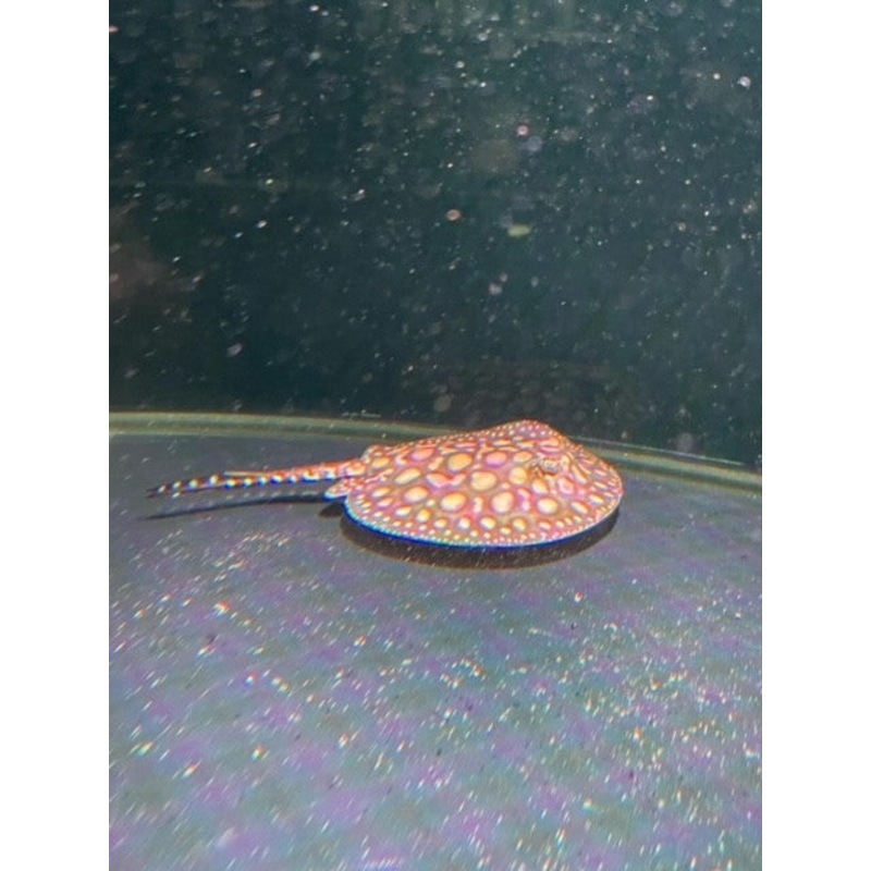 Het Albino x Black Diamond Stingray 10-15cm (Female)