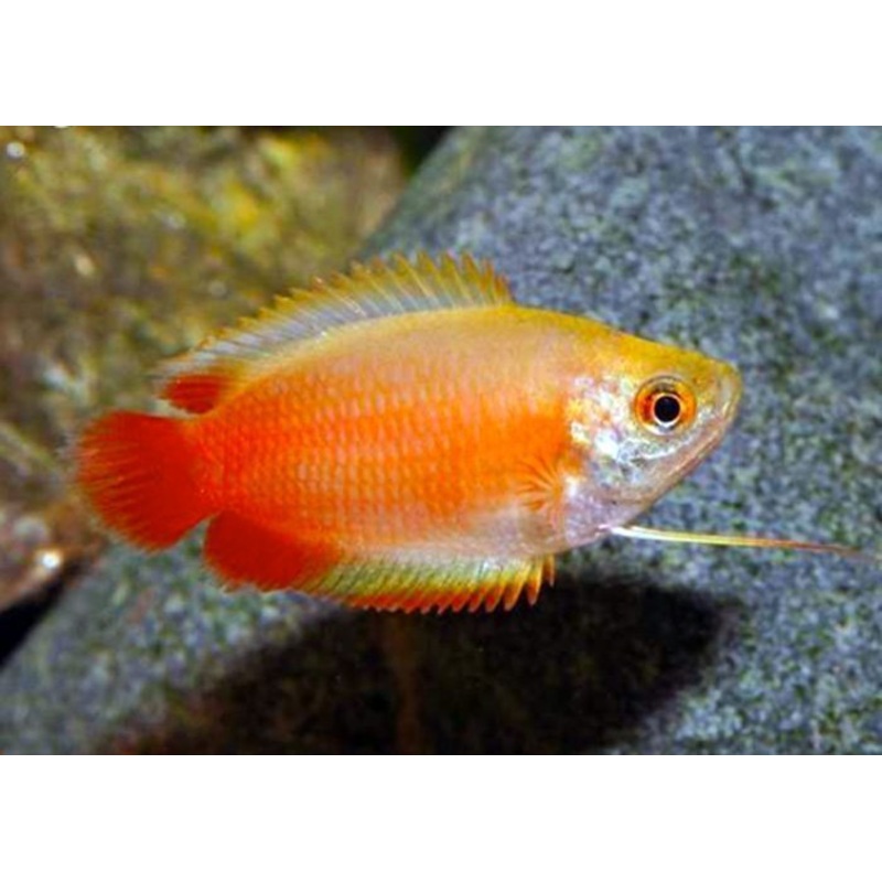 Honey Dwarf Red Gourami 5cm