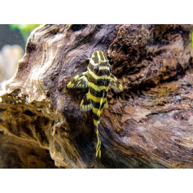L134 Leopard Frog Pleco 6cm