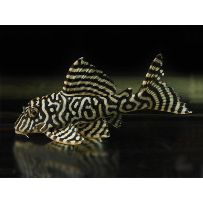 L333 King Tiger Pleco 4cm