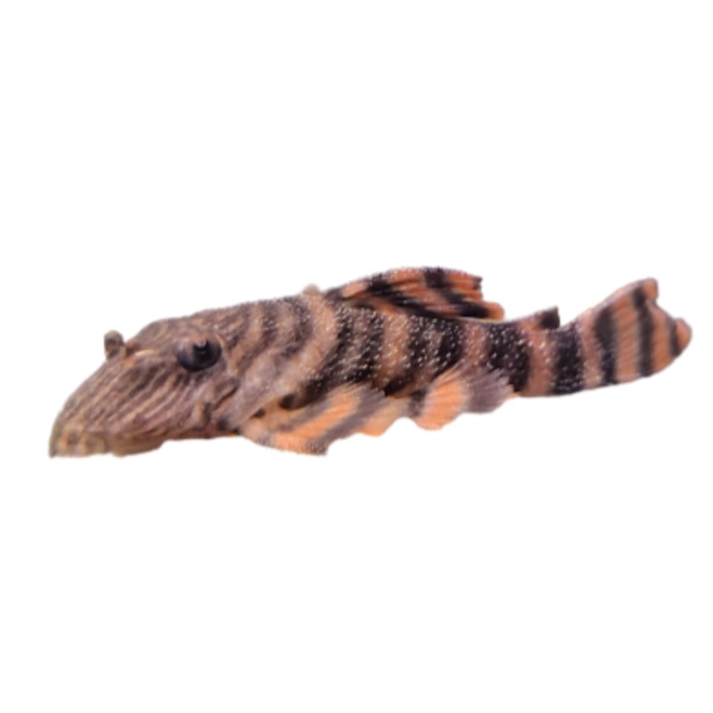 L397 Alenquer Tiger Pleco 4cm