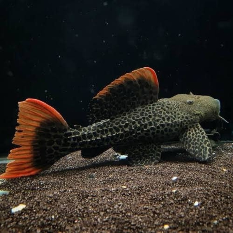L600 Leopard Cactus Pleco 7cm
