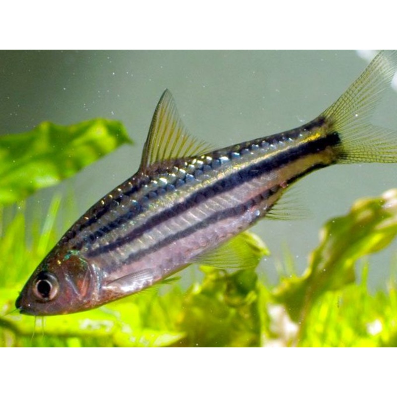 Lines Barb P.Lincatus