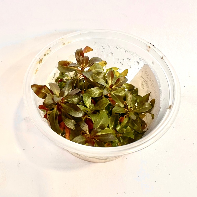 Ludwigia glandulosa - Tissue Culture