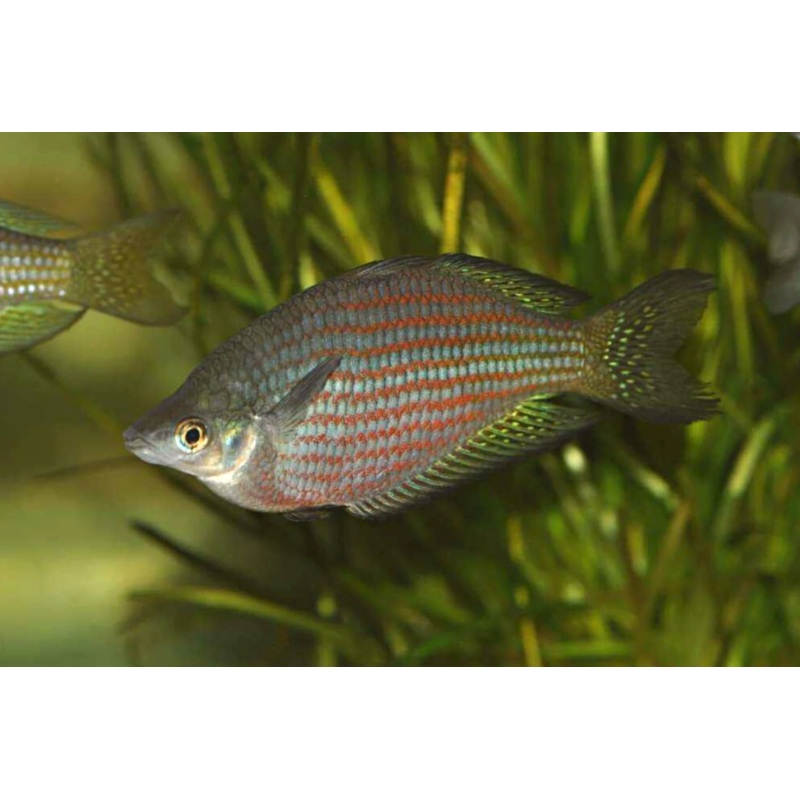 M. s. rubrostriata - Red Striped Rainbowfish 5cm