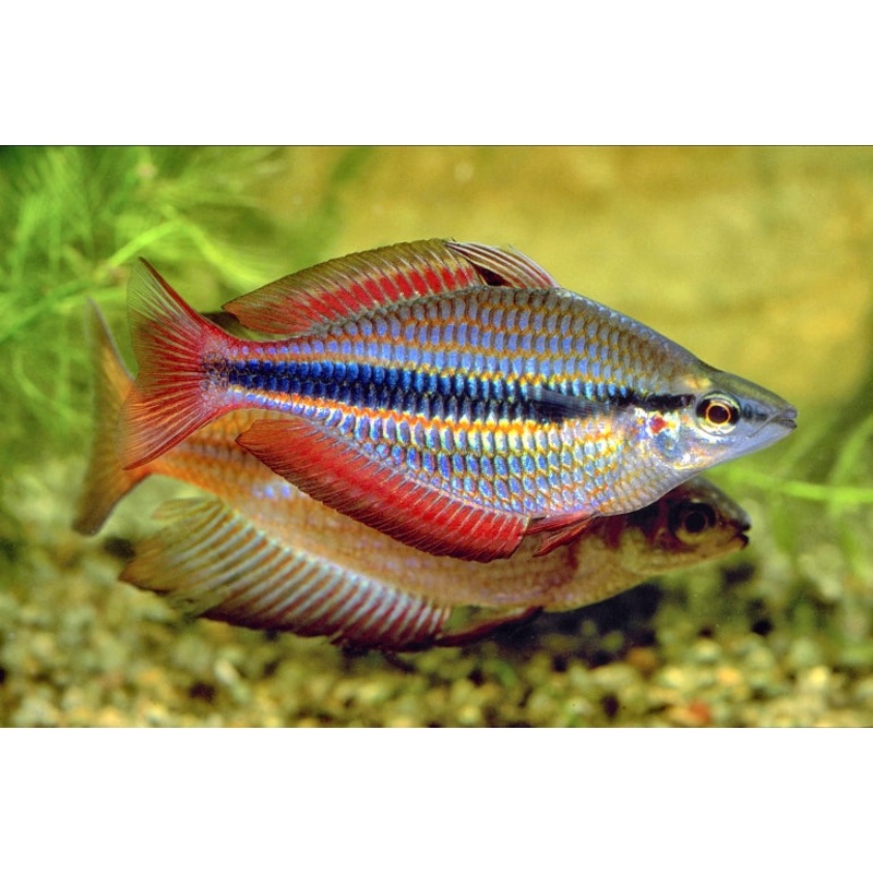 M. trifasciata - Richard River Banded Rainbowfish 5cm