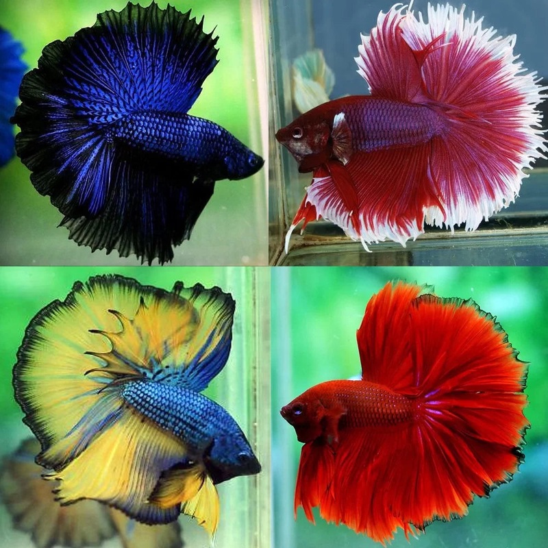 Male Betta Assorted Halfmoon