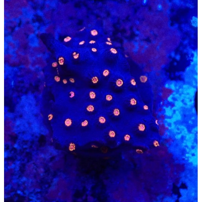 Meteor Shower Cyphastrea Frag