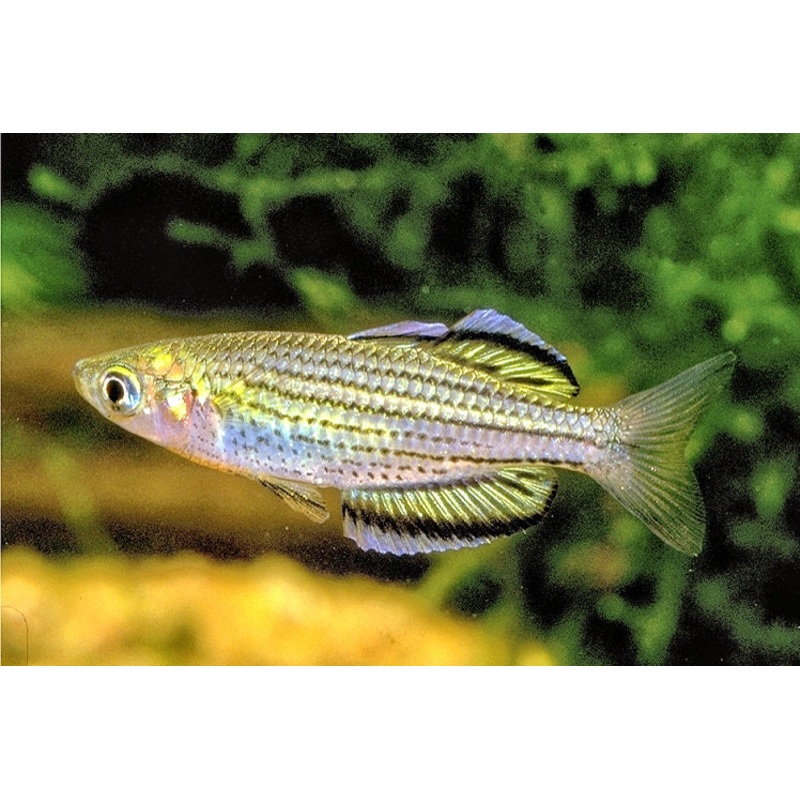 Moa Island Sahulensis Rainbowfish