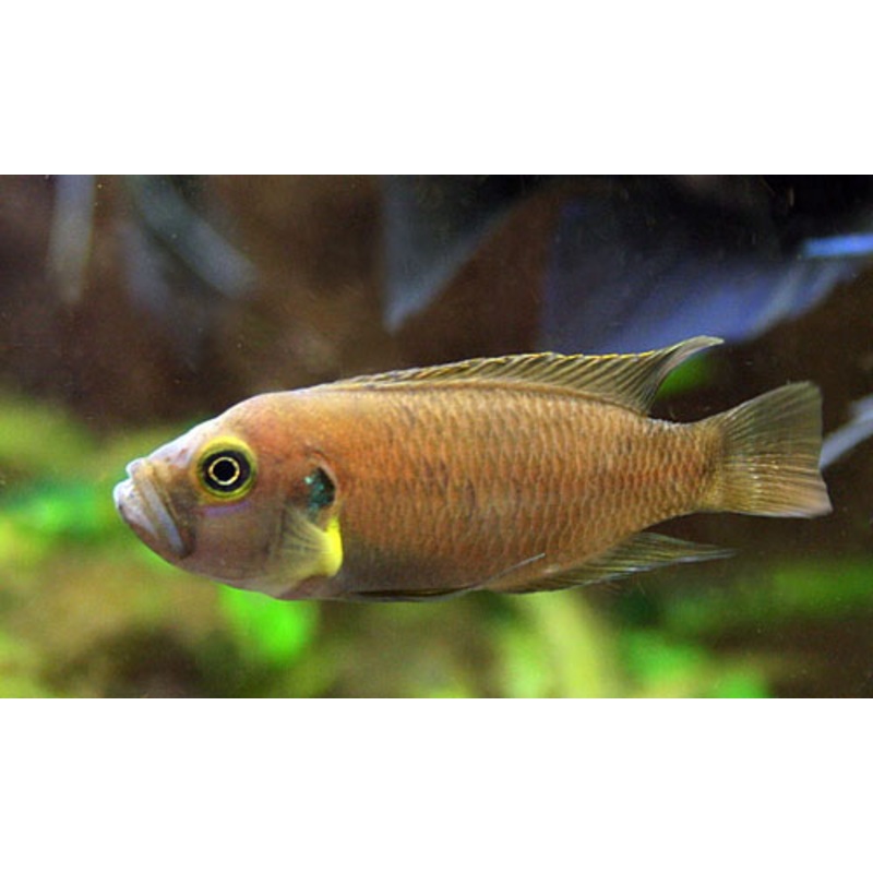 Neo. Brevis Sunspot 5cm