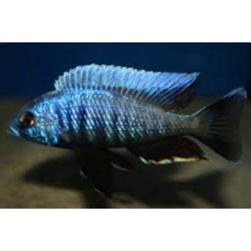 Otopharynx tetraspilus - Yellow Fin Mloto