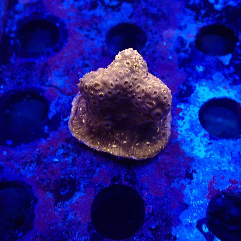 Pavona Frag
