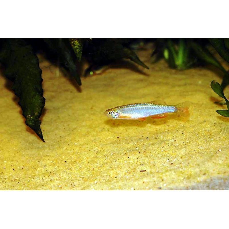 Pearl Danio