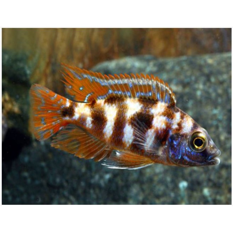 Placidochromis Milomo Thick Lip VC10