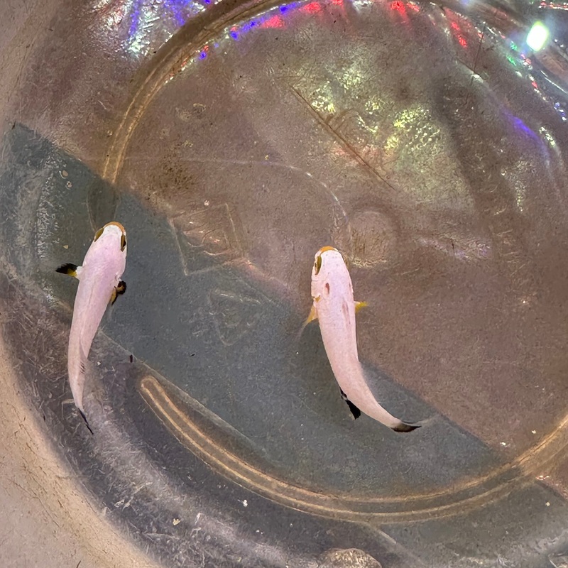 Platinum Clownfish Pair 1