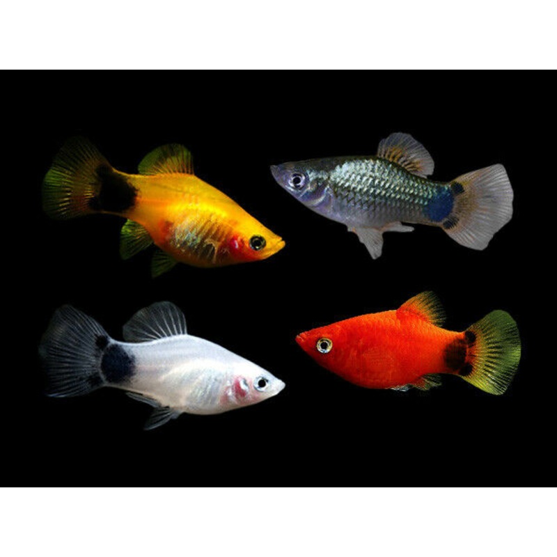 Platy Assorted 3cm