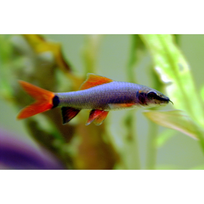 Rainbow Shark 5 Cm