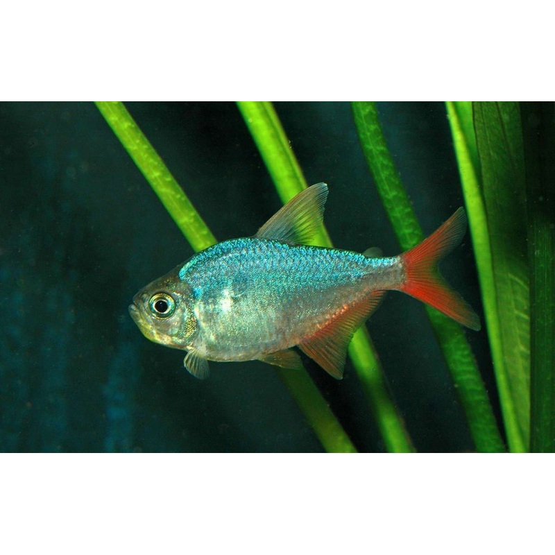 Red Blue Columbian Tetra 3 Cm