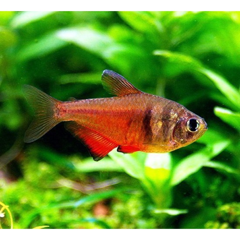 Red Flame Tetra