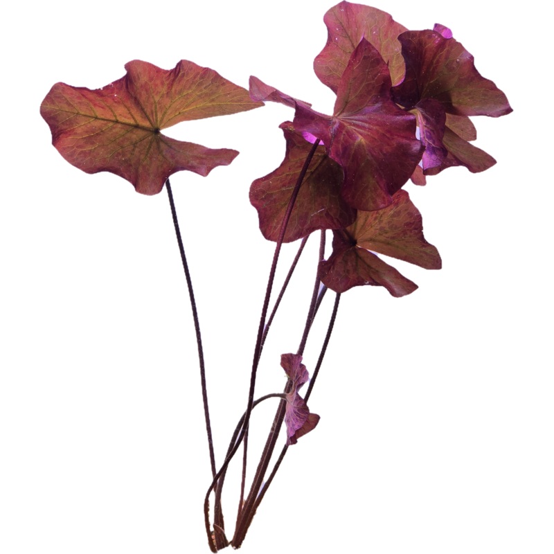 Red Tiger Lotus - Large