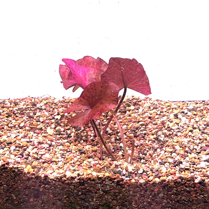 Red Tiger Lotus - Small