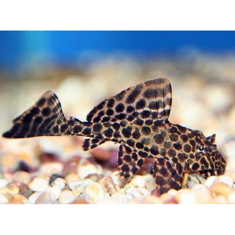 Sailfin Gibbicep Pleco 6 Cm