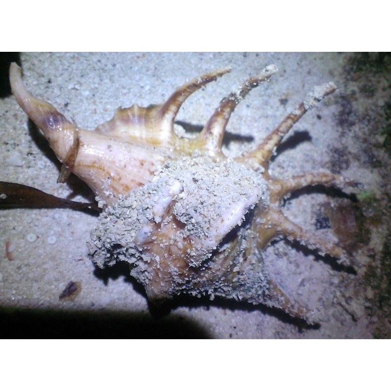 Spider Strombus