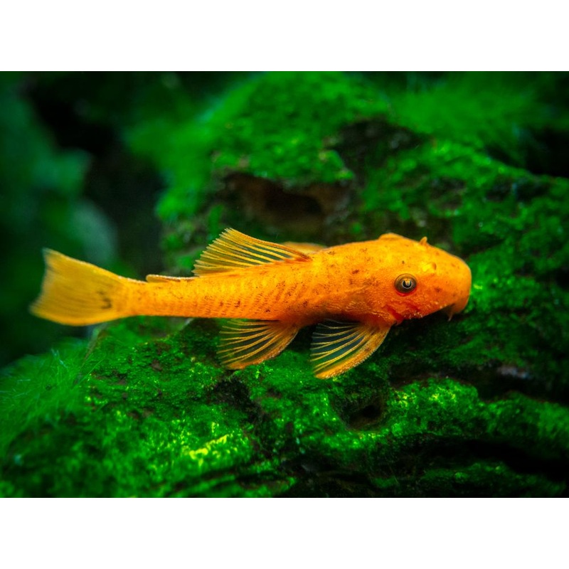 Super Red Bristlenose 3cm