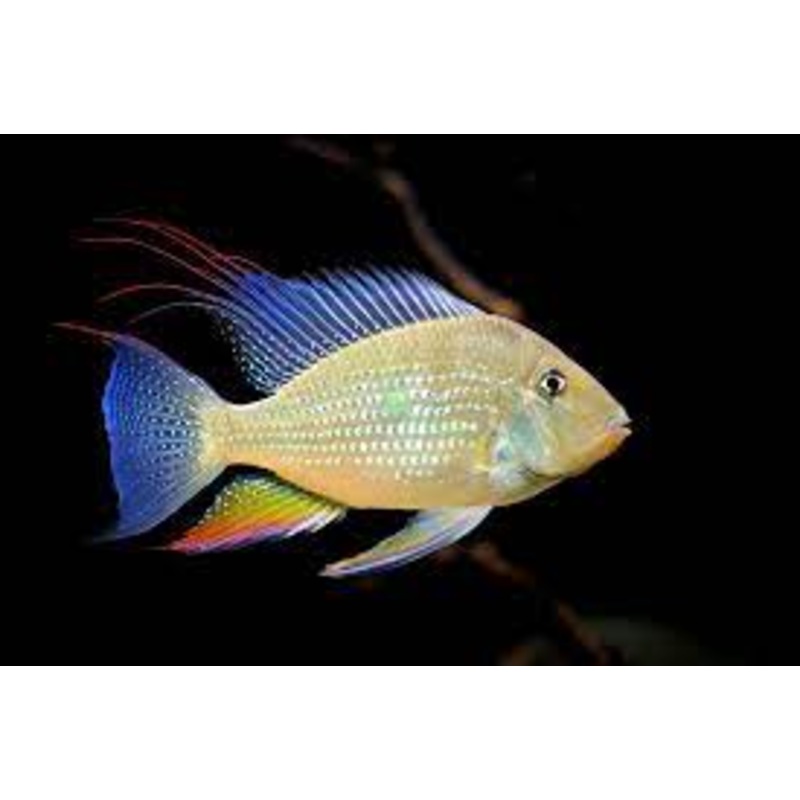 Threadfin Acara Heckeli 10 Cm