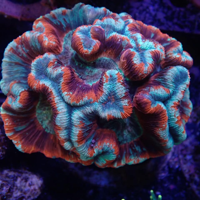 Trachy - Red/Blue