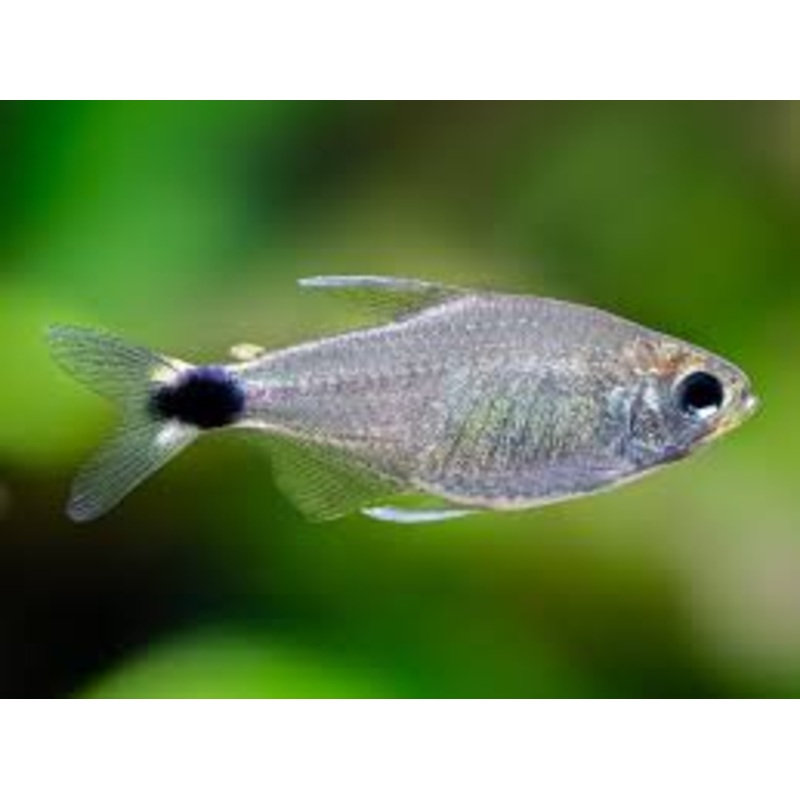 Veilfin Reed Tetra