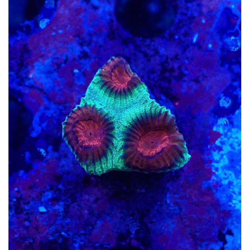 Watermelon Favia Frag