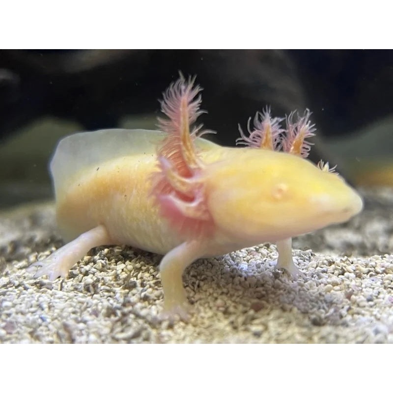 Albino Axolotl 15cm