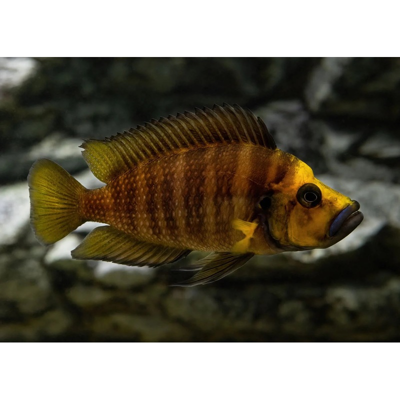 Alto. Compressiceps Gold 4cm