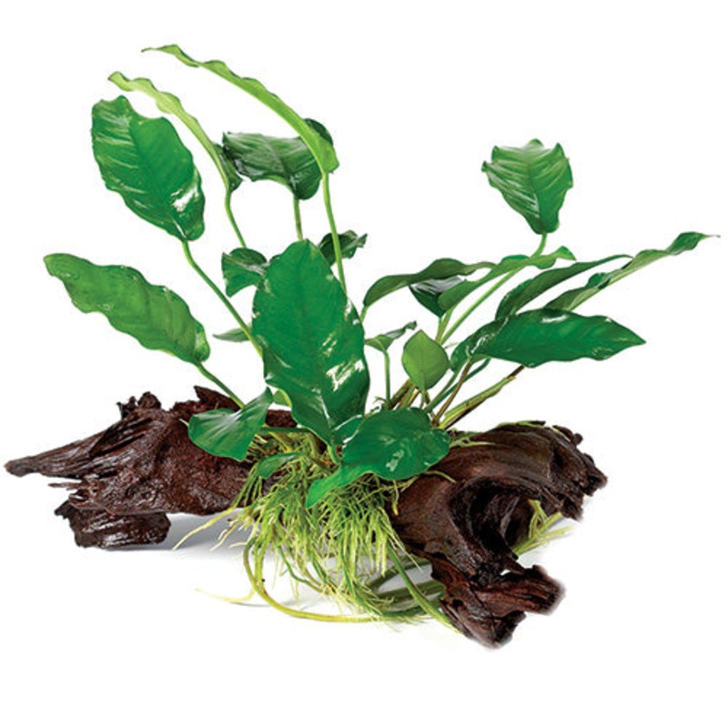 Anubias on Driftwood Large