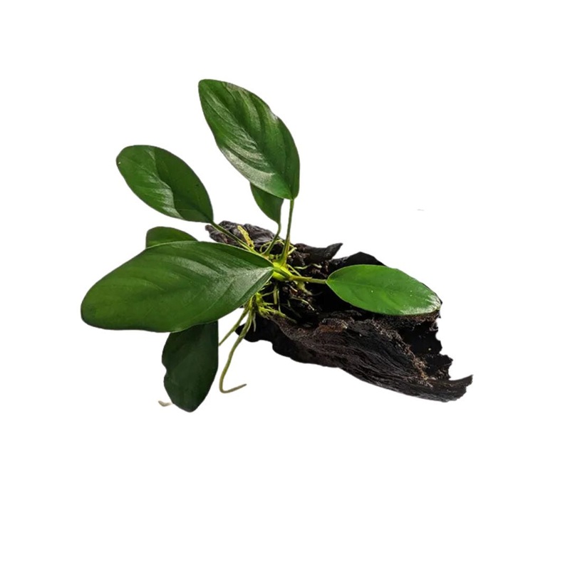Anubias on Driftwood Small